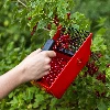 Small fruit picking device, metal. teeth - 8 ['blueberry picker', ' fruit comb', ' picking machine', ' currant picker', ' fruit picking', ' berry picking', ' berry season']