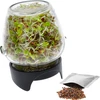 Sprouting jar glass +  radish seeds - 2 ['sprouter', ' glass sprouter', ' growing sprouts', ' jar sprouter', ' sprouter', ' sprouter', ' radish sprouts']