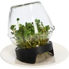 Sprouting jar glass +  radish seeds - 8 ['sprouter', ' glass sprouter', ' growing sprouts', ' jar sprouter', ' sprouter', ' sprouter', ' radish sprouts']