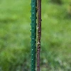 Steel garden stake PE coated 1,25mx11mm - 3 ['steel support for plants', ' plant pole', ' flower pole', ' potted flower poles', ' plant pole castorama']