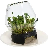 Twist-off sprouter for jars + 5 packs of seeds - 8 ['sprouter', ' glass sprouter', ' sprout cultivation', ' jar sprouter', ' sprouting device', ' sprouter', ' radish sprouts', ' broccoli rabe', ' mung bean sprouts']