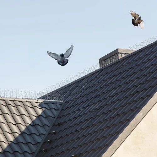 Bird spikes, on a plastic strip, 10 pcs. - 11 ['bird repellent', ' bird spikes', ' bird spikes', ' metal spike repellent', ' steel pigeon spikes', ' windowsill spikes', ' bird spike strip', ' bird spike strip', ' plastic bird strips', ' bird protection', ' pigeon protection', ' facade protection against birds', ' bird repellent', ' clean windowsill', ' spikes on a plastic strip', ' set of bird spikes', ' effective protection against pigeons', ' birds', ' bird repellent spikes', ' bird repellent strips', ' how to effectively repel birds', ' bird-safe spikes', ' bird-safe spike strips']