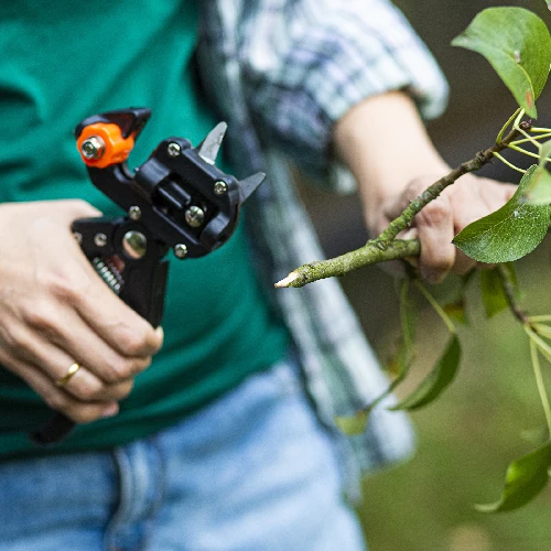 Grafting shears with tape - 5 ['gardening shears', ' grafting tool', ' grafting device', ' for plant grafting', ' for tree grafting', ' tree grafting', ' plant grafting']