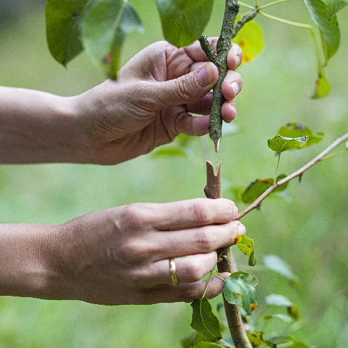 Grafting shears with tape - 6 ['gardening shears', ' grafting tool', ' grafting device', ' for plant grafting', ' for tree grafting', ' tree grafting', ' plant grafting']