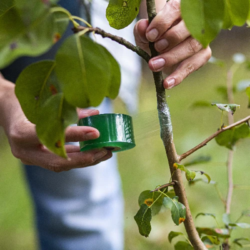 Grafting shears with tape - 7 ['gardening shears', ' grafting tool', ' grafting device', ' for plant grafting', ' for tree grafting', ' tree grafting', ' plant grafting']