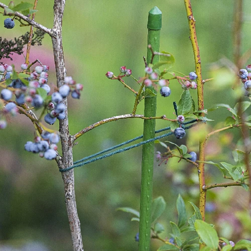 Green cotton twine 55m / 100g - 8 ['twine of cotton', ' cotton twine', ' twine for delicate plants', ' natural twine', ' eco-friendly twine', ' macramé twine', ' twine for binding', ' craft twine', ' drawstring', ' green twine.']