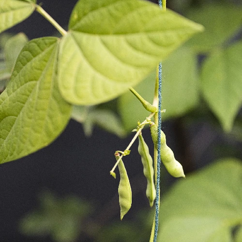 Green cotton twine 55m / 100g - 10 ['twine of cotton', ' cotton twine', ' twine for delicate plants', ' natural twine', ' eco-friendly twine', ' macramé twine', ' twine for binding', ' craft twine', ' drawstring', ' green twine.']