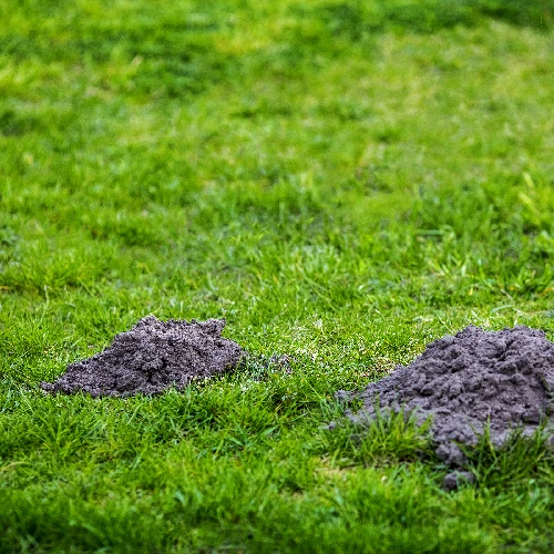 Mole repellent powered with a solar battery - 11 ['mole repeller', ' anti-mole', ' way to get rid of moles', ' against voles', ' against voles', ' against field mice', ' solar repeller']