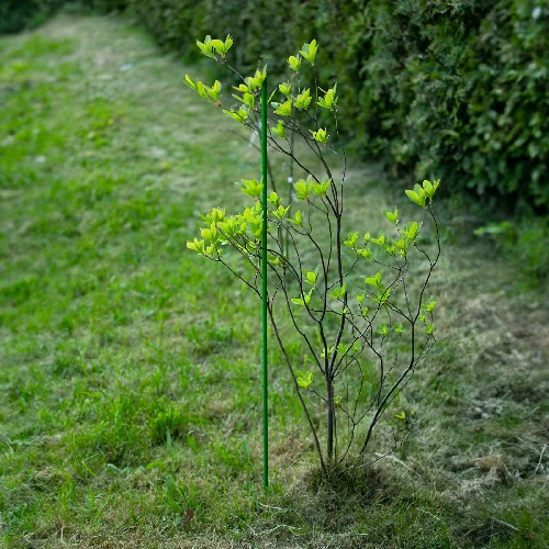 PE-coated steel pole 0.6 m x 8 mm - 6 ['backyard pole', ' plant pole', ' plant support', ' backyard support', ' metal supports for the backyard', ' support for climbing plants', ' supports for climbing plants', ' metal supports for flowers', ' coated metal poles', ' coated poles for plants']