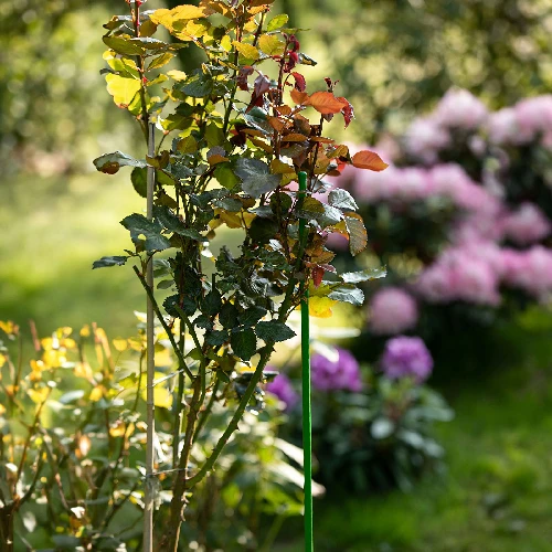 PE-coated steel pole 0.6 m x 8 mm - 4 ['backyard pole', ' plant pole', ' plant support', ' backyard support', ' metal supports for the backyard', ' support for climbing plants', ' supports for climbing plants', ' metal supports for flowers', ' coated metal poles', ' coated poles for plants']