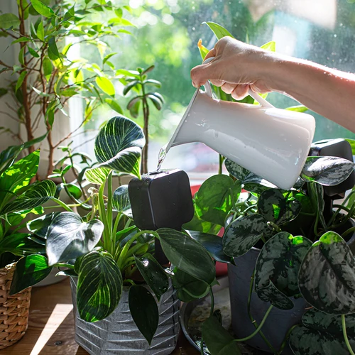 Plant irrigator - black box with ceramic spike, 200 ml - 7 ['irrigator for plants', ' irrigator', ' irrigator in the shape of a box', ' original irrigator', ' plant protection', ' plant care', ' irrigator for flowers', ' irrigation placard', ' irrigation globes', ' irrigation sphere', ' designer irrigator', ' how to take care of plants', ' pretty home accessories', ' designer irrigators', ' unique irrigation globes', ' universal irrigator', ' ceramic spike', ' ceramic irrigator', ' irrigator with ceramic spike']