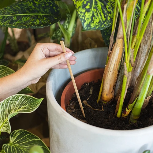 Plant irrigator - leaf green with ceramic spike, 120 m - 7 ['irrigator for plants', ' irrigator', ' irrigator in the shape of a leaf', ' original irrigator', ' plant protection', ' plant care', ' irrigator for flowers', ' irrigation leaf', ' irrigation balls', ' irrigation ball', ' designer irrigator', ' how to take care of plants', ' nice home accessories', ' designer watering cans', ' unique watering cans', ' universal watering can', ' ceramic leg', ' ceramic watering can', ' watering can with ceramic leg', ' watering can for small plants and potted flowers']