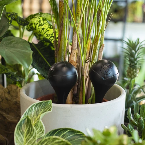 Plant watering globe, matt black, with a ceramic spike, 400 ml - 9 ['watering globes', ' flower watering dispenser', ' for watering flowers', ' flower watering devices', ' flower watering', ' plant watering', ' watering devices for pots', ' for pot flowers', ' watering system', ' watering globe', ' water dispenser for flowerpots', ' globes for plants', ' dispenser for plants', ' plant watering', ' black watering globes', ' watering globes wit ceramic spike', ' ceramic spike', ' colour watering globes', ' watering globes with clay spike', ' top-filled watering globes', ' top-filled dispensers', ' loft design']