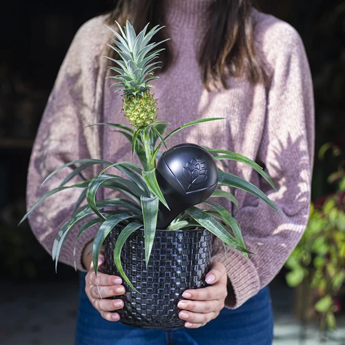 Plant watering globe, matt black, with a ceramic spike, 400 ml - 11 ['watering globes', ' flower watering dispenser', ' for watering flowers', ' flower watering devices', ' flower watering', ' plant watering', ' watering devices for pots', ' for pot flowers', ' watering system', ' watering globe', ' water dispenser for flowerpots', ' globes for plants', ' dispenser for plants', ' plant watering', ' black watering globes', ' watering globes wit ceramic spike', ' ceramic spike', ' colour watering globes', ' watering globes with clay spike', ' top-filled watering globes', ' top-filled dispensers', ' loft design']