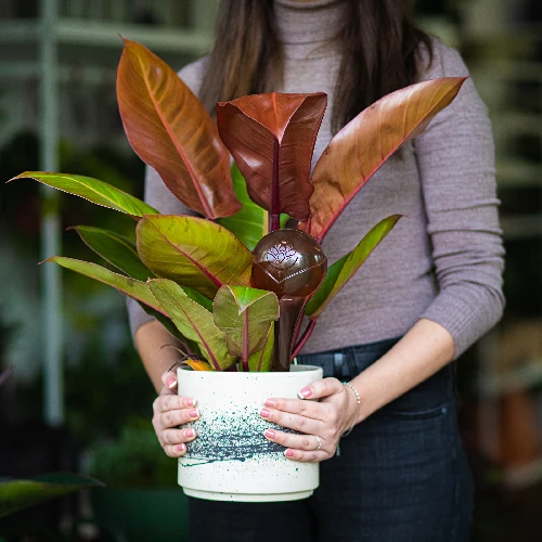 Plant watering globes, amber colour, transparent, 400 ml, 2 pcs - 12 ['watering globes', ' flower watering dispenser', ' for watering flowers', ' flower watering devices', ' flower watering', ' plant watering', ' watering devices for pots', ' for watering flowers', ' for pot flowers', ' watering system', ' watering globe', ' water dispenser for flowerpots', ' globes for plants', ' dispenser for plants', ' plant watering', ' watering globe']