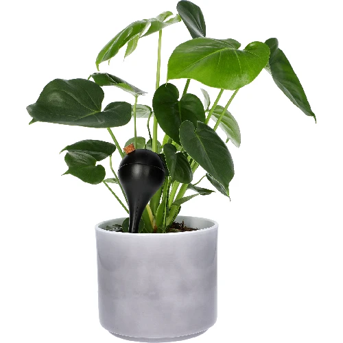 Plant watering globes, black, matt, with a plug, 4 pcs - 7 ['watering globes', ' flower watering dispenser', ' for watering flowers', ' flower watering devices', ' flower watering', ' plant watering', ' watering devices for pots', ' for watering flowers', ' for pot flowers', ' watering system', ' watering globe', ' water dispenser for flowerpots', ' globes for plants', ' dispenser for plants', ' plant watering', ' watering globe', ' top-filled watering globes', ' top-filled dispensers', ' watering globes with plug', ' black watering globes', ' loft style']