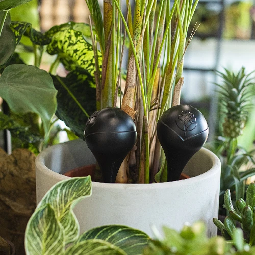 Plant watering globes, black, matt, with a plug, 4 pcs - 9 ['watering globes', ' flower watering dispenser', ' for watering flowers', ' flower watering devices', ' flower watering', ' plant watering', ' watering devices for pots', ' for watering flowers', ' for pot flowers', ' watering system', ' watering globe', ' water dispenser for flowerpots', ' globes for plants', ' dispenser for plants', ' plant watering', ' watering globe', ' top-filled watering globes', ' top-filled dispensers', ' watering globes with plug', ' black watering globes', ' loft style']