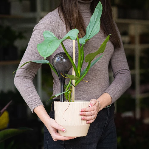 Plant watering globes, black, transparent, 4 pcs. - 11 ['watering globes', ' flower watering dispenser', ' for watering flowers', ' flower watering devices', ' flower watering', ' plant watering', ' watering devices for pots', ' for watering flowers', ' for pot flowers', ' watering system', ' watering globe', ' water dispenser for flowerpots', ' globes for plants', ' dispenser for plants', ' plant watering', ' watering globe', ' black watering globes', ' loft style']