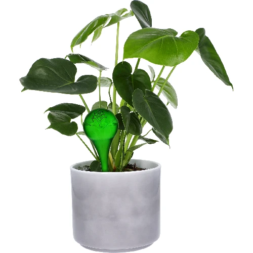 Plant watering globes, green, transparent, 400 ml, 2 pcs - 5 ['watering globes', ' flower watering dispenser', ' for watering flowers', ' flower watering devices', ' flower watering', ' plant watering', ' watering devices for pots', ' for watering flowers', ' for pot flowers', ' watering system', ' watering globe', ' water dispenser for flowerpots', ' globes for plants', ' dispenser for plants', ' plant watering', ' watering globe', ' green watering globes', ' transparent watering globes', ' colourful watering globes']