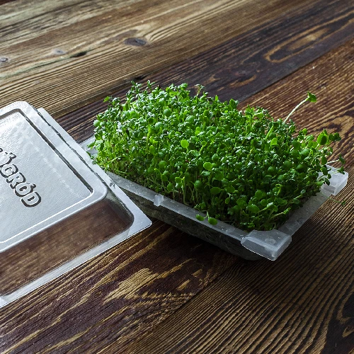 Seed sprouter tray + radish seeds - 15 ['growing sprouts', ' tray sprouter', ' sprouting vessel', ' browin sprouter', ' growing sprouts', ' seed sprouter', ' radish sprouts', ' broccoli sprouts', ' sprouter']