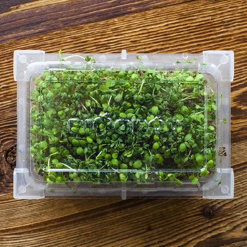 Seed sprouter tray + radish seeds - 16 ['growing sprouts', ' tray sprouter', ' sprouting vessel', ' browin sprouter', ' growing sprouts', ' seed sprouter', ' radish sprouts', ' broccoli sprouts', ' sprouter']