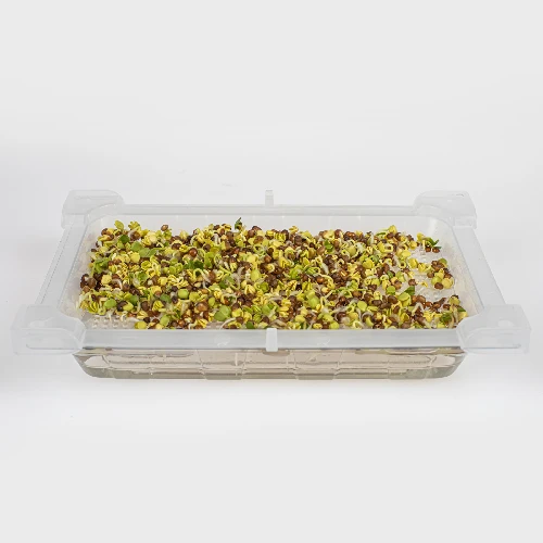 Seed sprouter tray + radish seeds - 9 ['growing sprouts', ' tray sprouter', ' sprouting vessel', ' browin sprouter', ' growing sprouts', ' seed sprouter', ' radish sprouts', ' broccoli sprouts', ' sprouter']