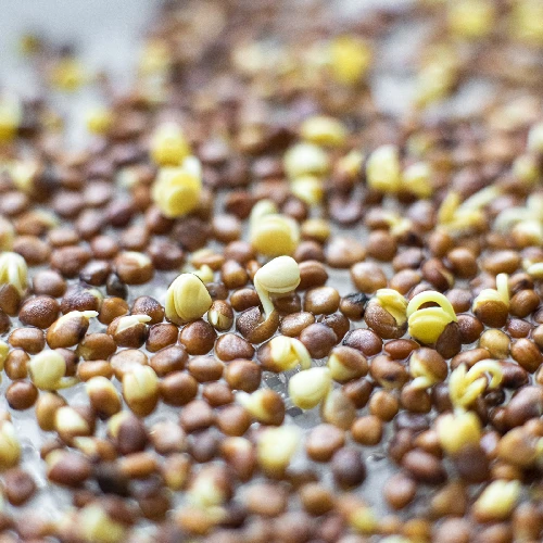 Seed sprouter tray + radish seeds - 8 ['growing sprouts', ' tray sprouter', ' sprouting vessel', ' browin sprouter', ' growing sprouts', ' seed sprouter', ' radish sprouts', ' broccoli sprouts', ' sprouter']