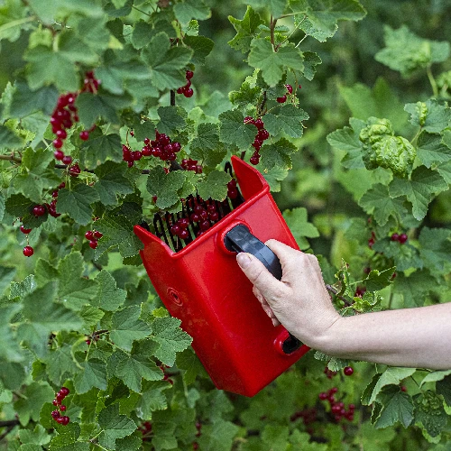 Small fruit picker - 6 ['berry picker', ' fruit comb', ' picking machine', ' fruit picking', ' berry picking', ' berry season']