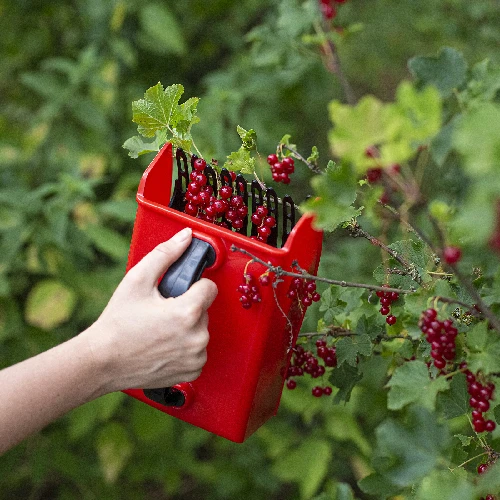 Small fruit picker - 8 ['berry picker', ' fruit comb', ' picking machine', ' fruit picking', ' berry picking', ' berry season']