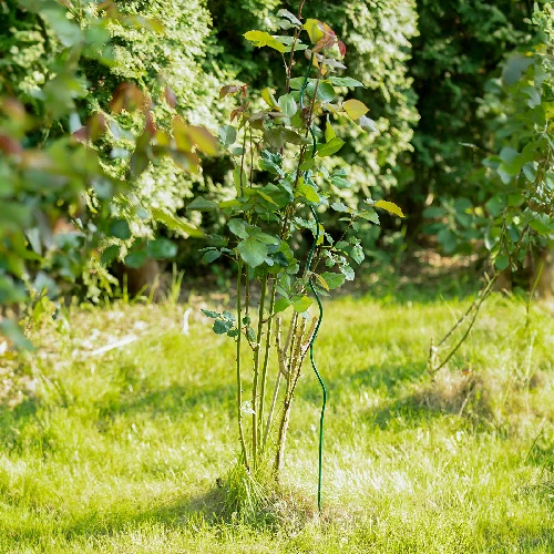 Spiral plant support , steel , 1,5m x 6mm - 3 ['steel support for plants', ' plant pole', ' flower pole', ' potted flower poles', ' plant pole castorama']