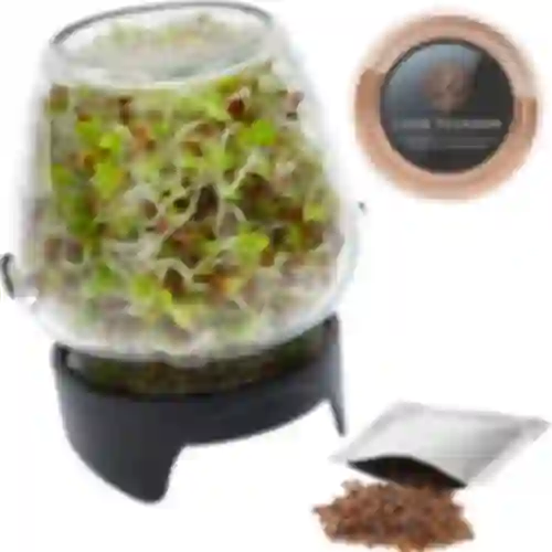 Sprouting jar glass +  radish seeds